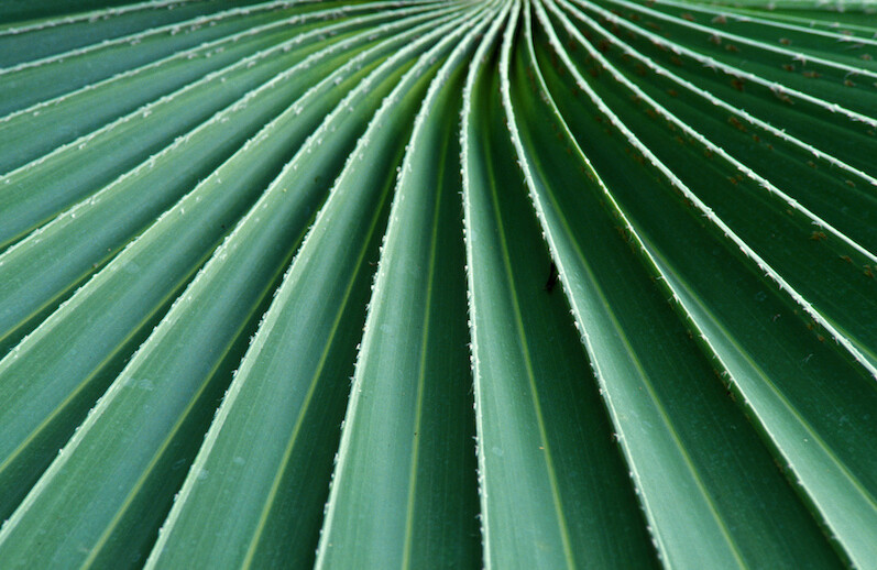Detail of leaf, Canada. CREDIT: <a href="https://www.flickr.com/photos/worldbank/1443163689/in/album-72157601586950516/"> Curt Carnemark/World Bank</a> (<a href="https://creativecommons.org/licenses/by-nc-nd/2.0/">CC</a>)