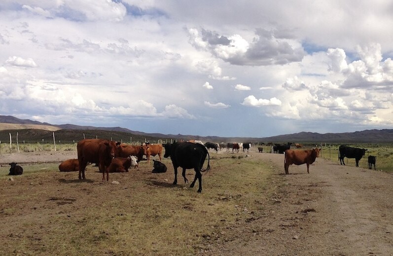 Cattle in Elko County, Nevada. Cows are large emitters of methane gas, a major source of climate change. CREDIT: <a href="https://en.wikipedia.org/wiki/File:2013-06-28_15_48_26_Cattle_along_Deeth-Charleston_Road_(Elko_County_Route_747)_at_the_Bruneau_River,_about_38.6_miles_north_of_Deeth_in_Elko_County,_Nevada.jpg">Famartin</a> (<a href="https://creativecommons.org/licenses/by-sa/3.0/deed.en">CC</a>)
