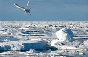 Arctic ice near the North Pole. Photo by <br><a href="http://flickr.com/photos/kenyai/54090518/">Tunde Pecsvari</a> (<a href="http://creativecommons.org/licenses/by-nc-nd/2.0/deed.en-us">CC</a>).