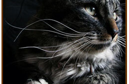 Deng Xiaoping: "It doesn't matter if a cat is black or white, as long as it catches mice." Photo by <a href="http://flickr.com/photos/kevinsteele/85925031/">Kevin Steele</a> (<a href="http://creativecommons.org/licenses/by-nc/2.0/deed.en">CC</a>).