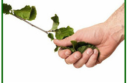 Green handshake. Credit: <a href="http://www.flickr.com/photos/placbo/2515431803/">placbo</a> (<a href="http://creativecommons.org/licenses/by-nc-sa/2.0/deed.en">CC</a>).